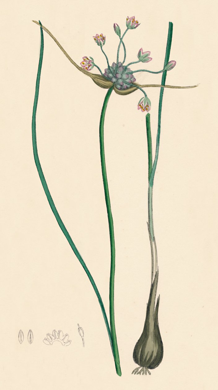 Allium oleraceum, var. genuinum. Ail des champs, var. a - Unbekannt