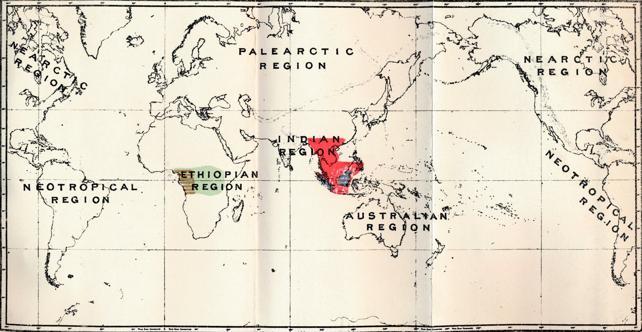 Anthropoidea - Hylobates Rouge, Simia Bleu, Gorilla Marron, Anthropopithecus Vert, 1897 - Unbekannt
