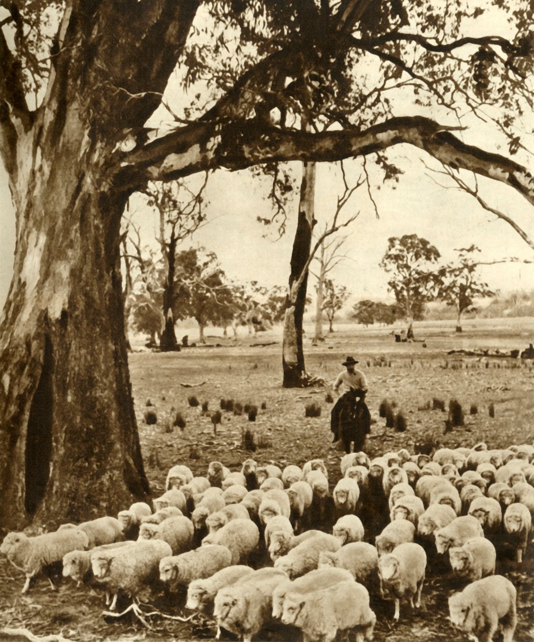 Australie - Un conducteur avec quelques-unes de ses charges dans une station de moutons dans l