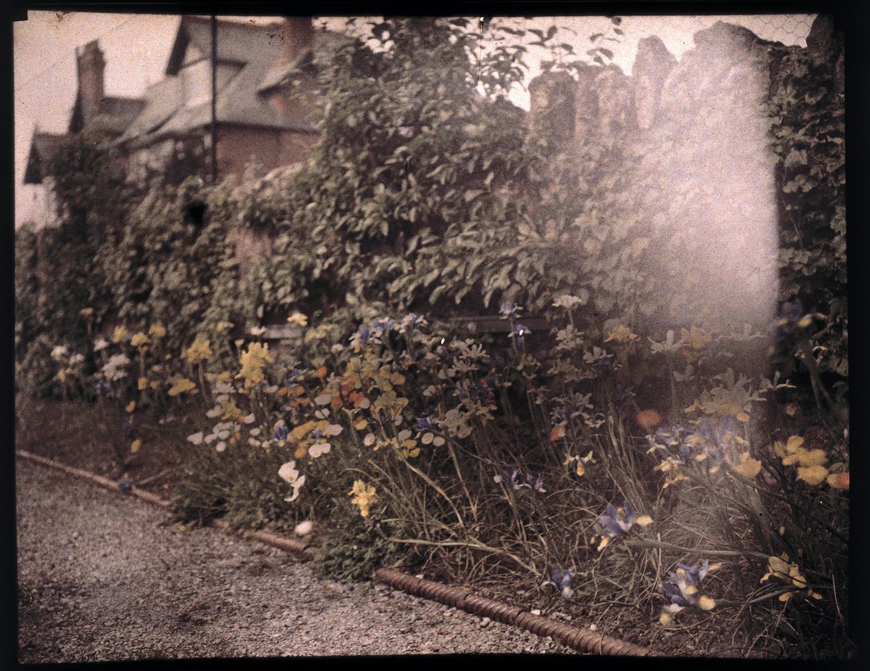 Autochrome de fleurs, vers 1908 - Unbekannt