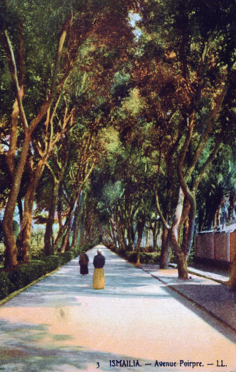 Avenue Pourpre, Ismaïlia, Égypte, c1900 - Unbekannt