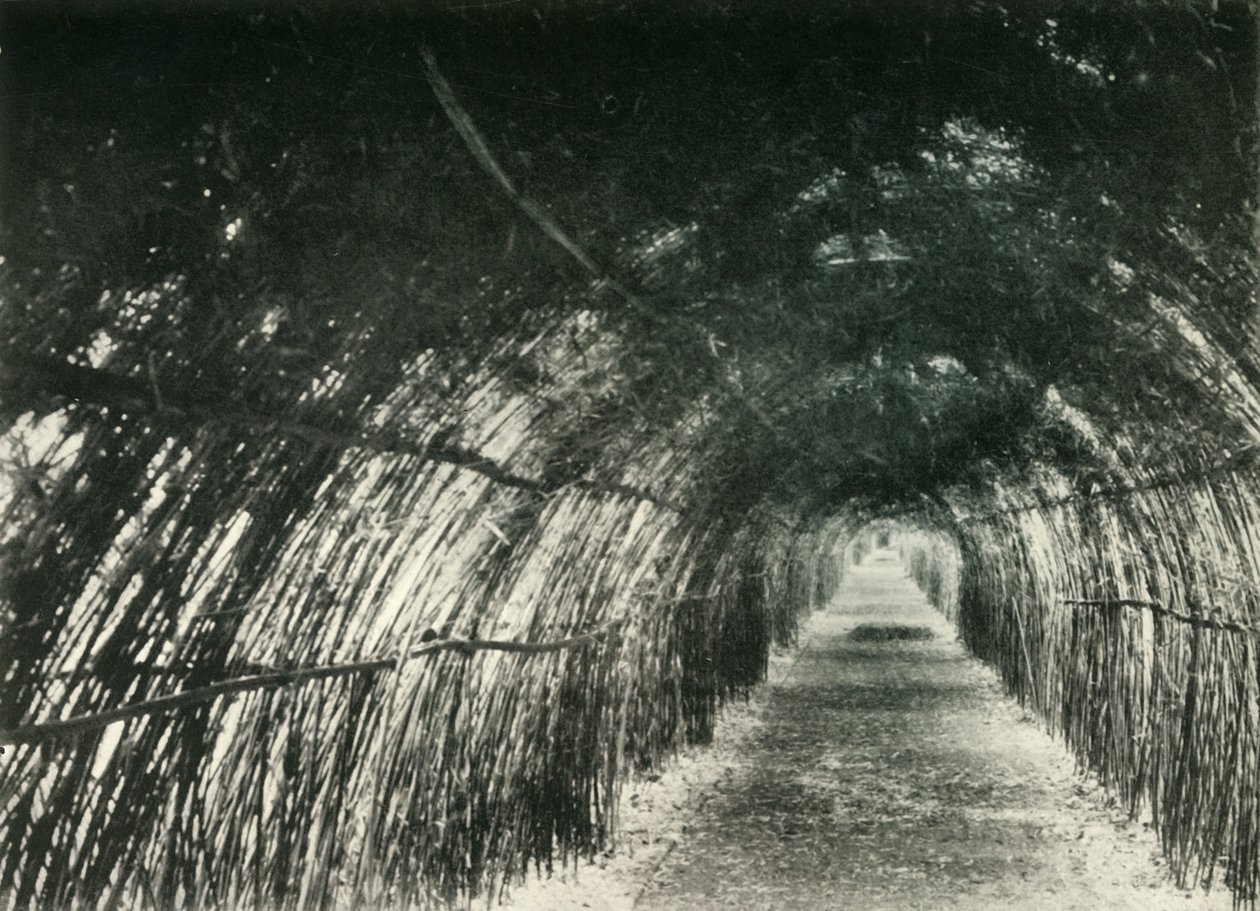 Avenue de bambous à Barrackpore, 1904, 1925 - Unbekannt