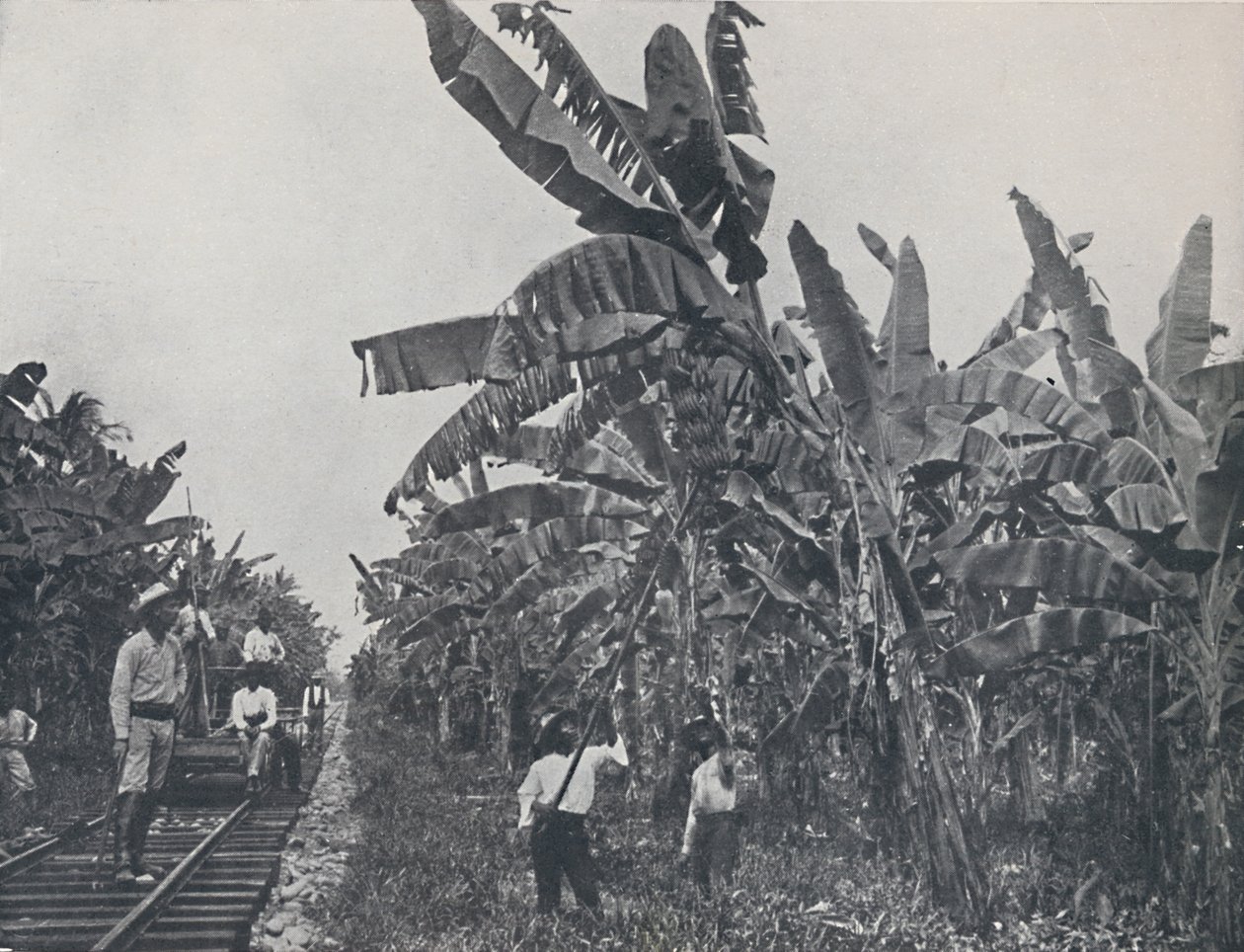 Plantation de bananes, 1924 - Unbekannt