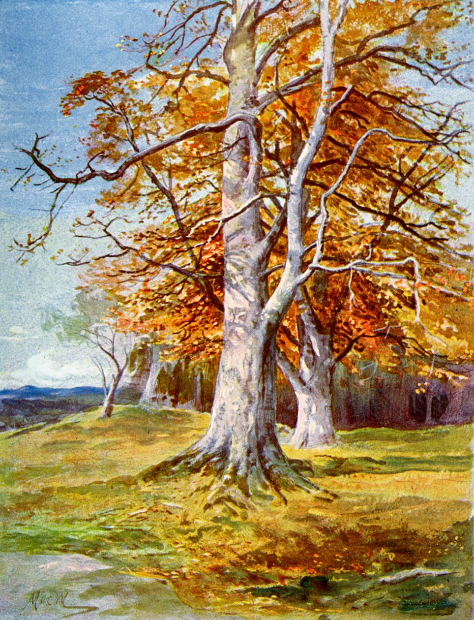 Hêtre, Automne, 1900 - Unbekannt