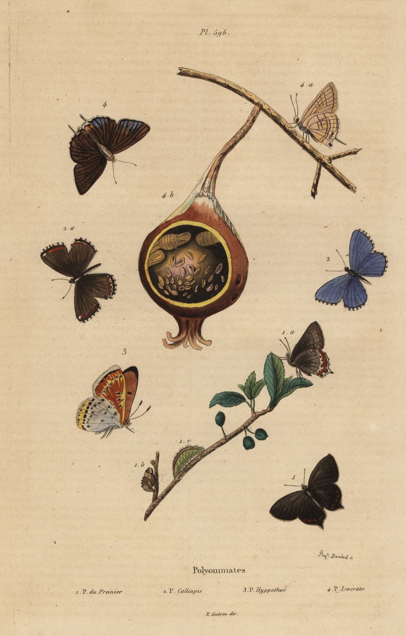 Papillon noir de prunier, Satyrium pruni 1, azuré commun, Polyommatus icarus 2, cuivré bordé de pourpre, Lycaena hippothoe 3, et azuré commun de goyave, Virachola isocrates 4 - Unbekannt
