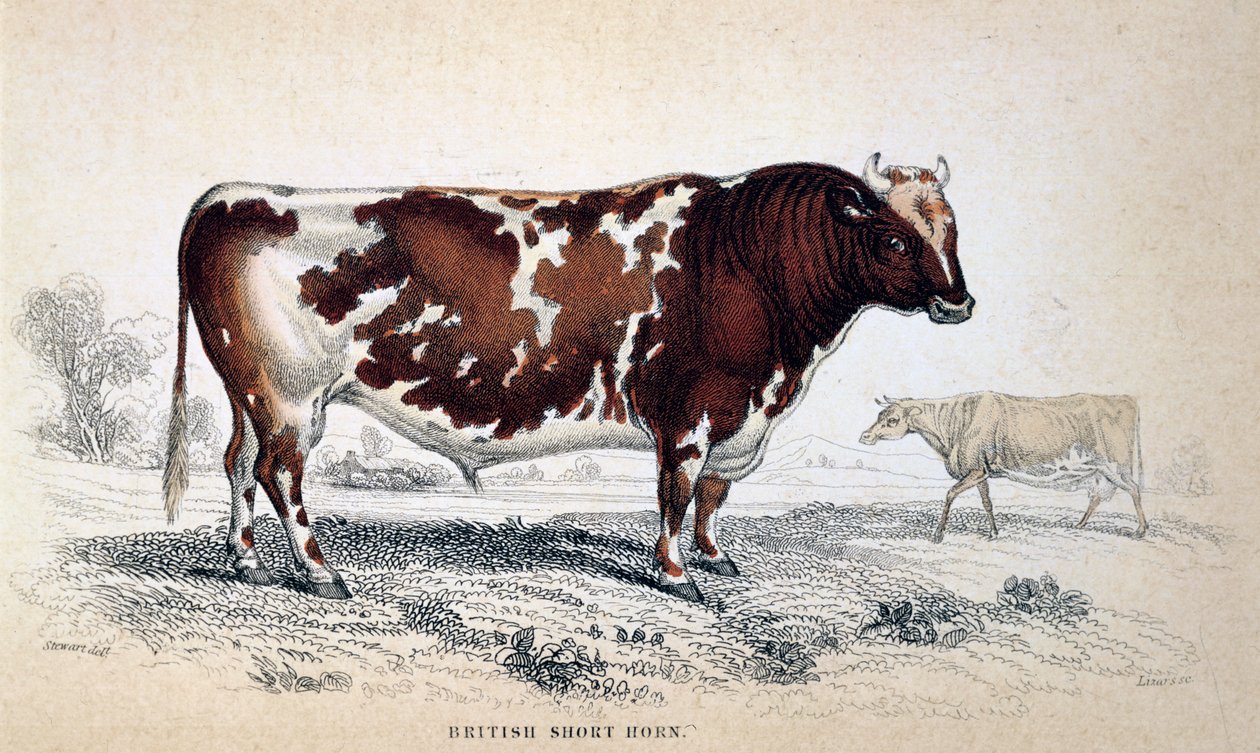 British Short Horn, 1839 - Unbekannt