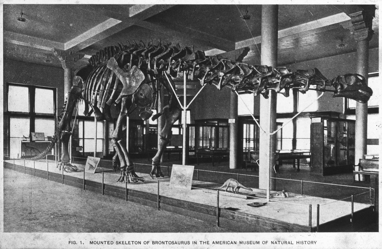 Squelette de Brontosaure, Musée américain d