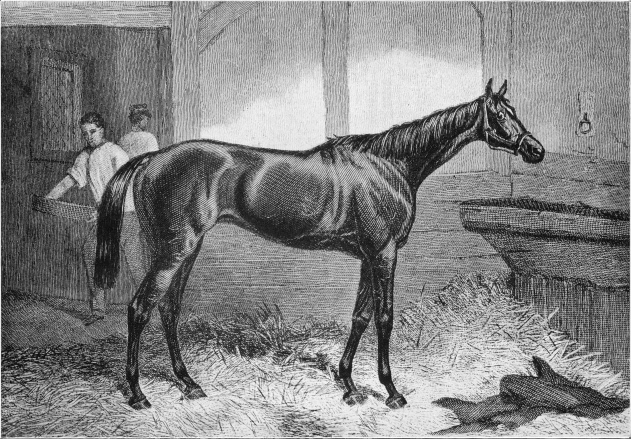 Duchesse brune, 19ème siècle - Unbekannt