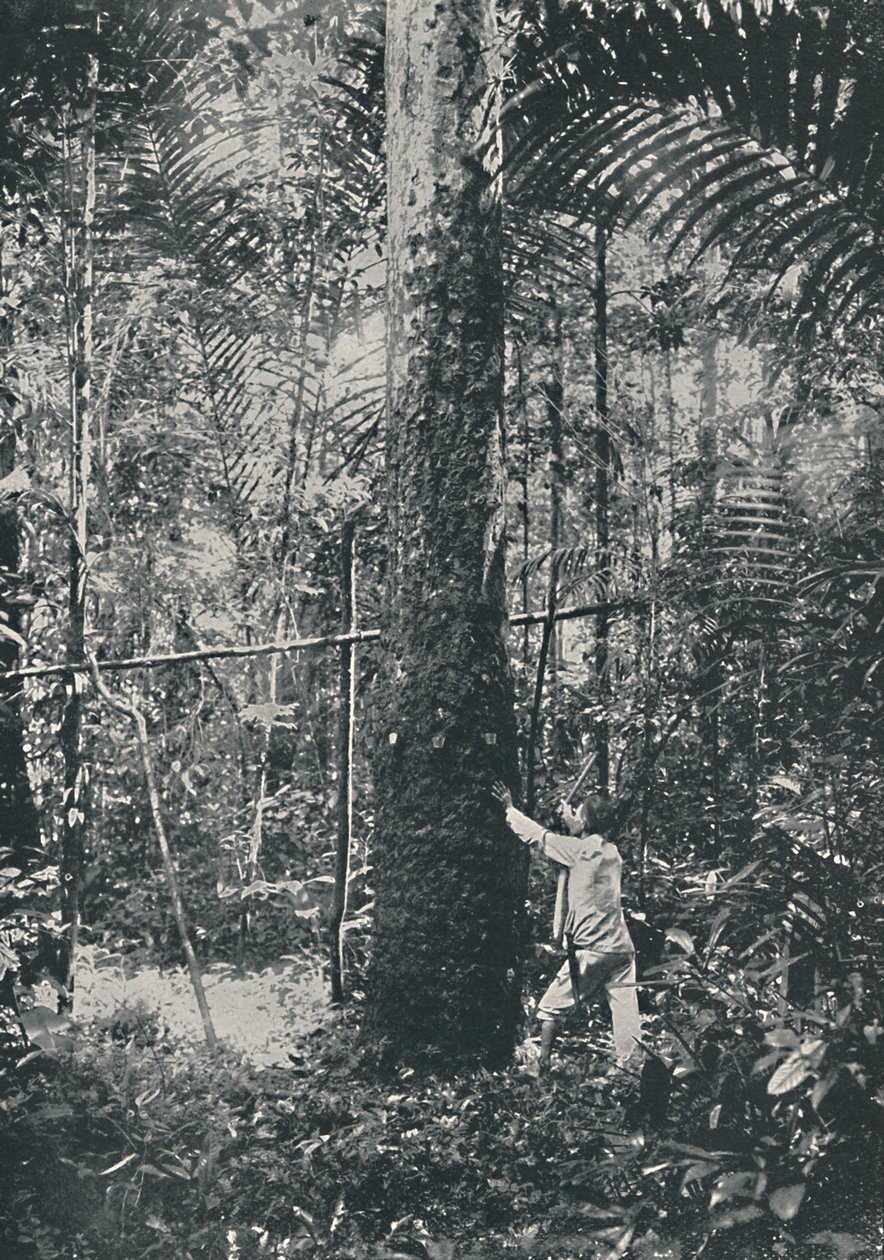Collecte de caoutchouc, 1916 - Unbekannt