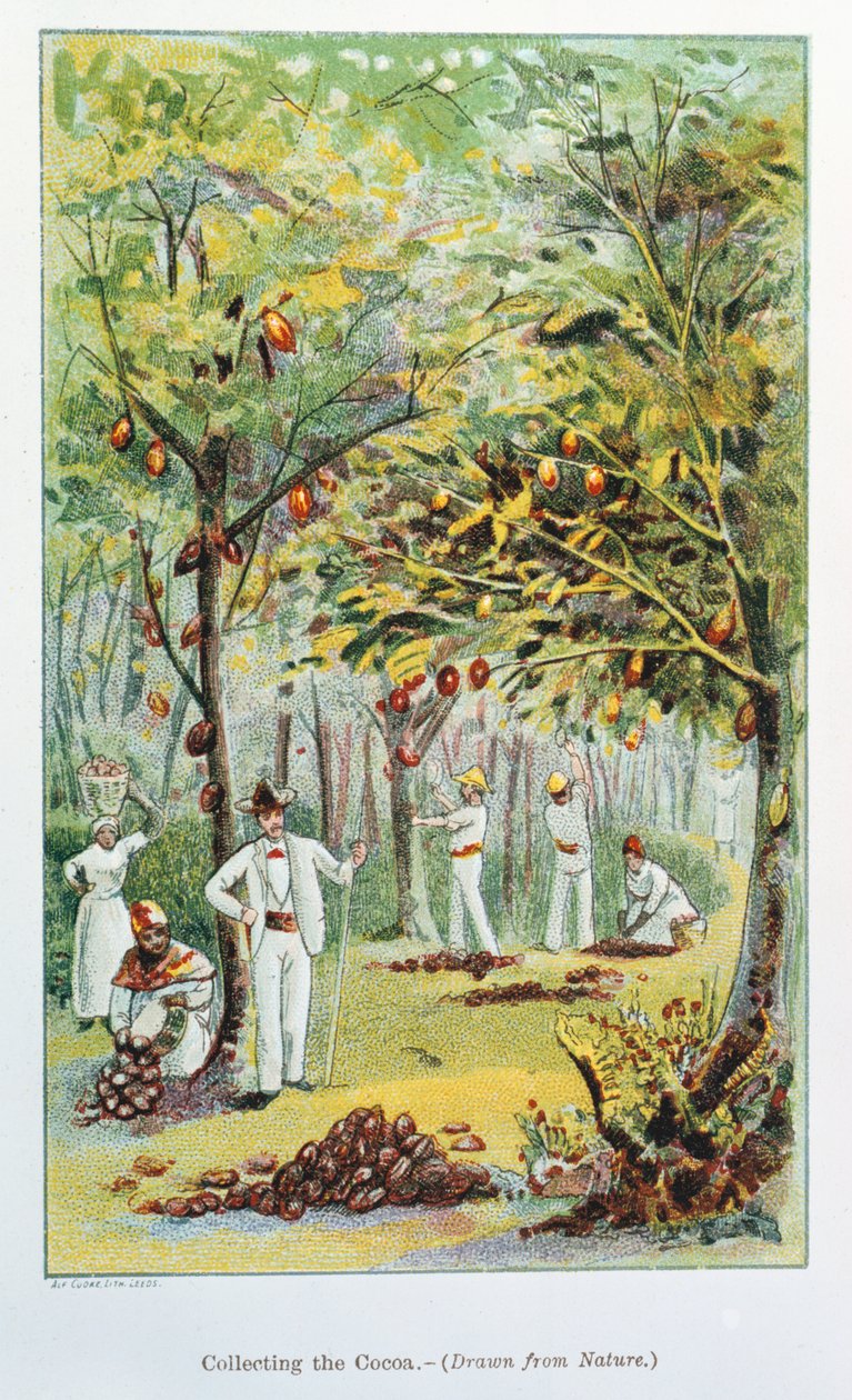 Récolte de cacao, Venezuela, 1892 - Unbekannt