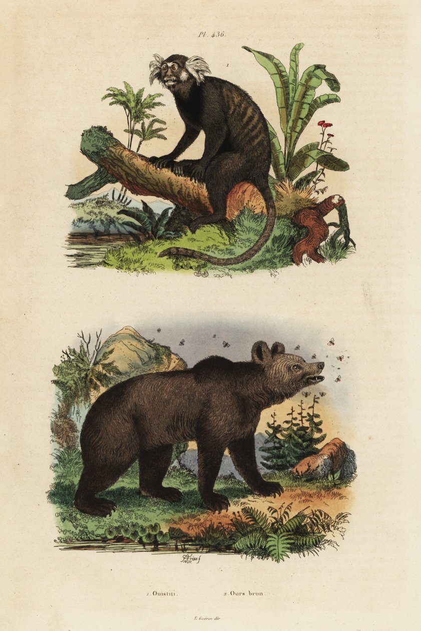 Ouistiti commun, Callithrix jacchus, et ours brun, Ursus arctos, avec des abeilles - Unbekannt