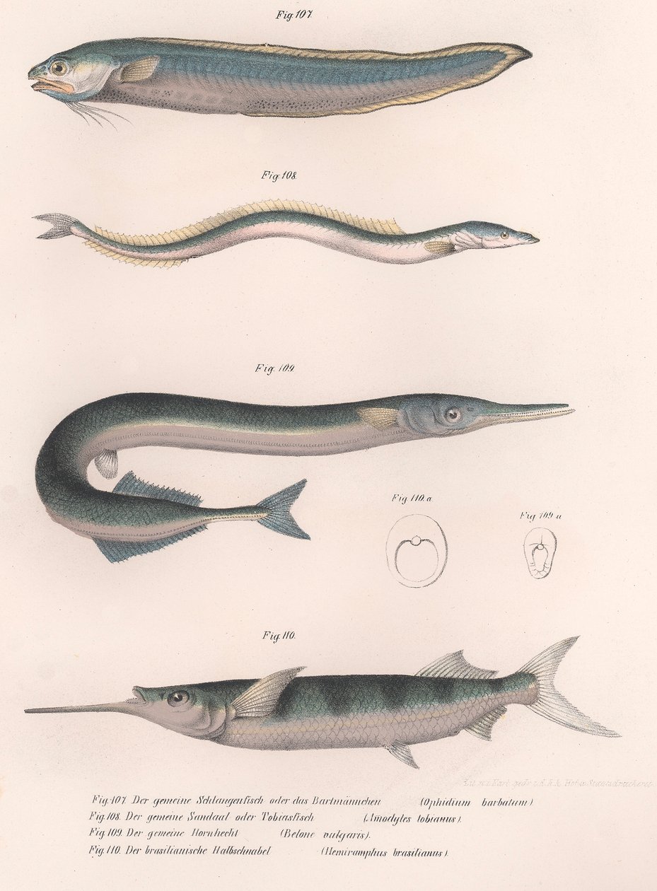 Poisson serpent commun. Anguille de sable commune. Hornhecht commun. Demi-bec brésilien, vers 1850 - Unbekannt