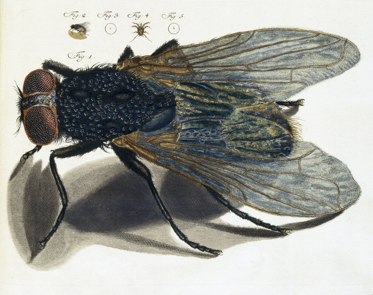 Description au microscope d