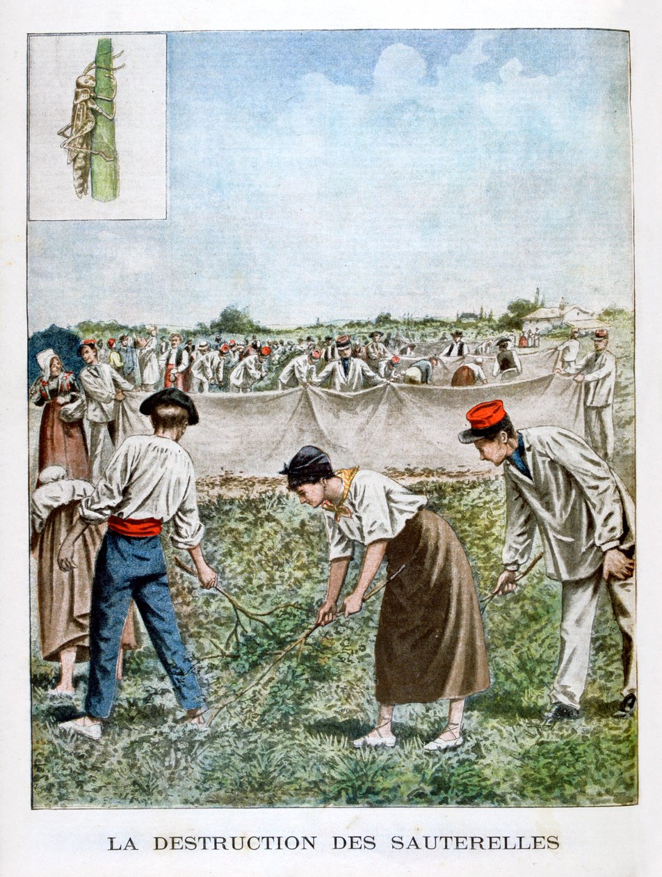 Destruction de la sauterelle - Unbekannt
