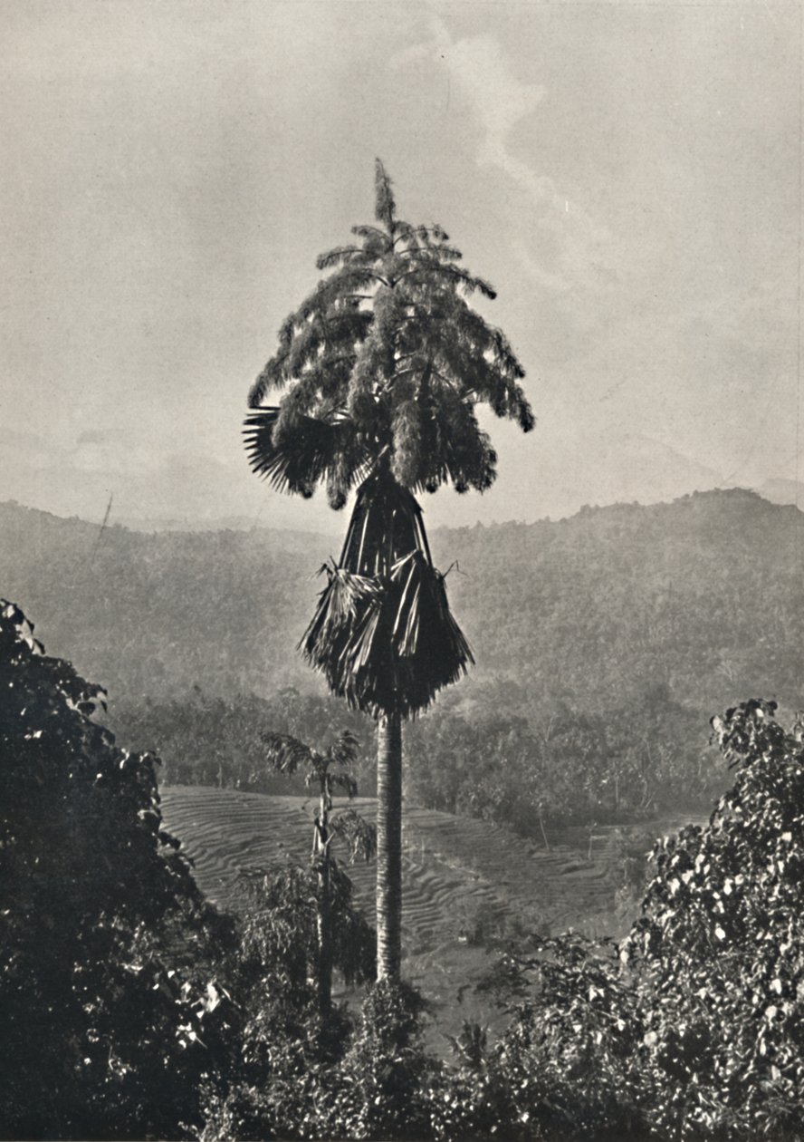 Le palmier Talipot Corypha umbracalifera en fleur, 1926 - Unbekannt