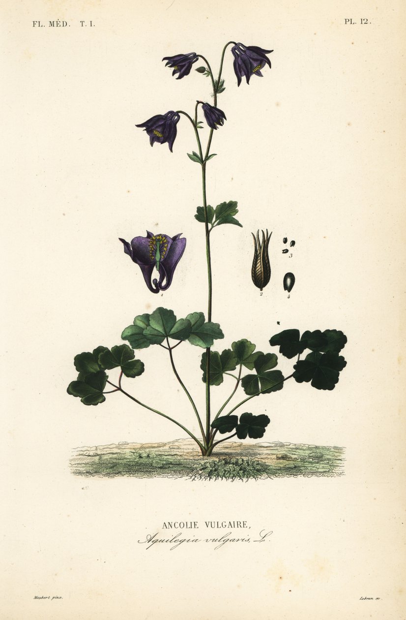 Ancolie vulgaire, Aquilegia vulgaris, Ancolie vulgaire - Unbekannt
