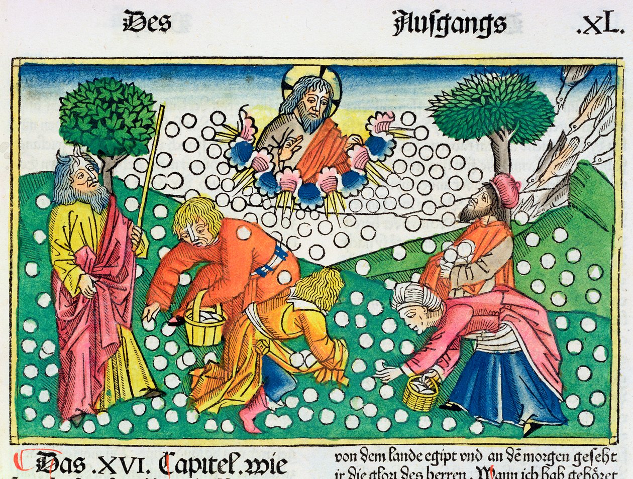 Exode 16:13-22 : Dieu fournit des cailles et de la manne aux Israélites - Unbekannt