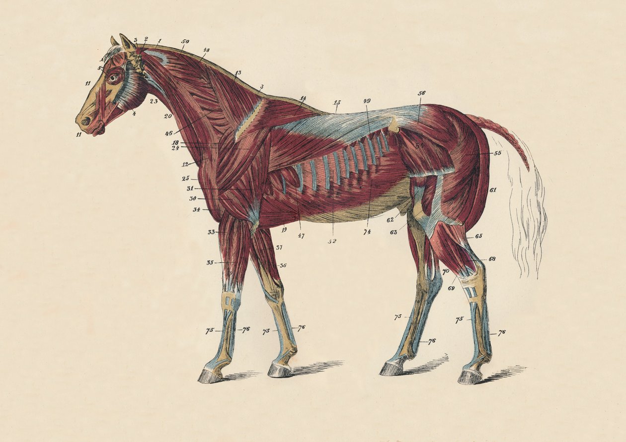 Muscles et tendons externes du corps du cheval, vers 1879 - Unbekannt