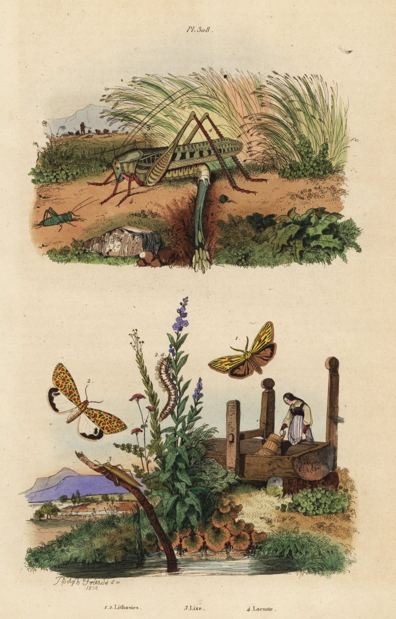 Sauterelle femelle pondant des œufs, Decticus verrucivorus, pied plumeux, Spiris striata, et flunkey à taches cramoisies, Utetheisa pulchella, et coléoptère Lixus paraplecticus - Unbekannt