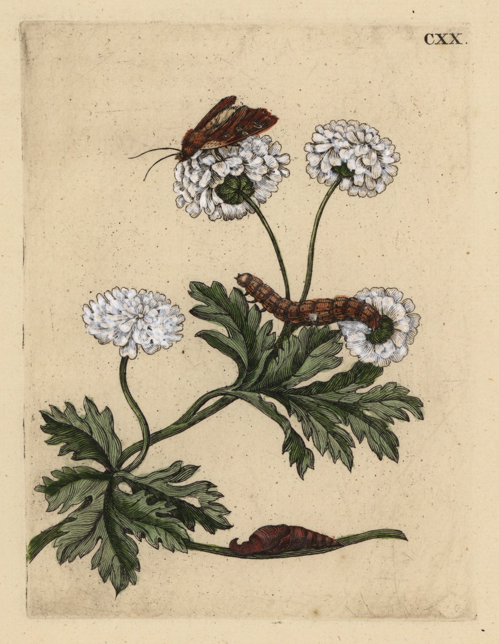 Grande camomille avec papillon, chenille et chrysalide - Unbekannt
