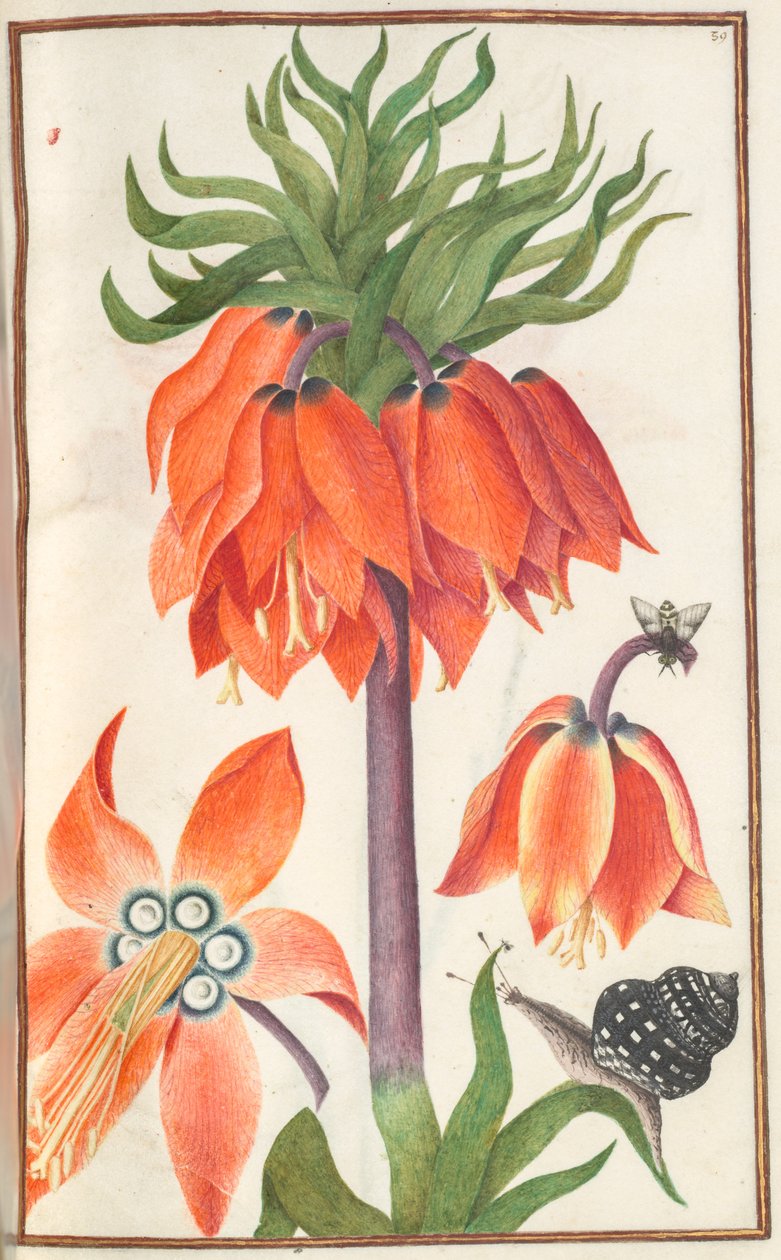 Florilegium : page 19 recto fritillaria imperialis orange couronne impériale, 1608 - Unbekannt