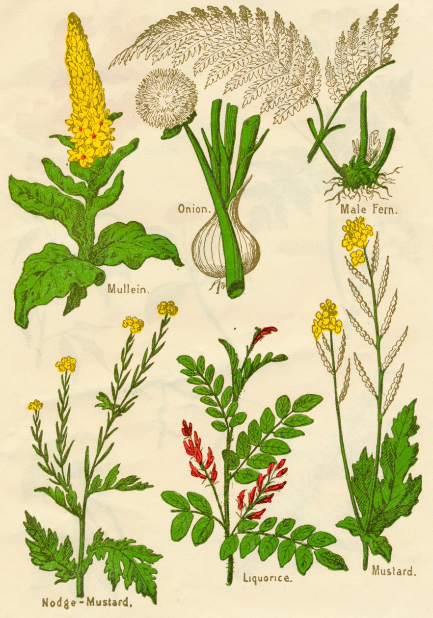 Fleurs : Molène, Oignon, Fougère mâle, Moutarde noire, Réglisse, Moutarde, vers 1940 - Unbekannt