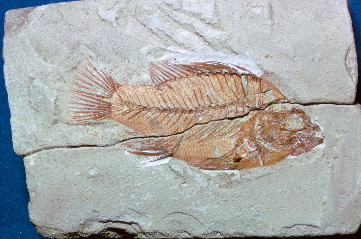 Fossile d