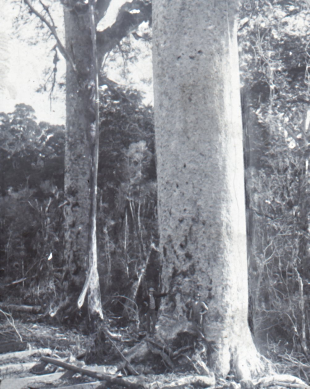 Géant Kauri, fin XIXe-début XXe siècle - Unbekannt