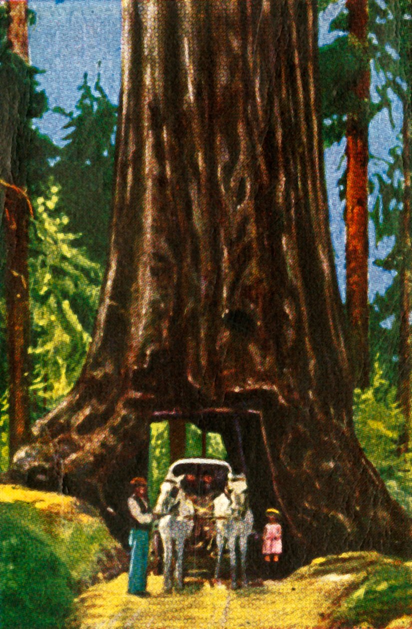 Séquoia géant en Californie - Unbekannt