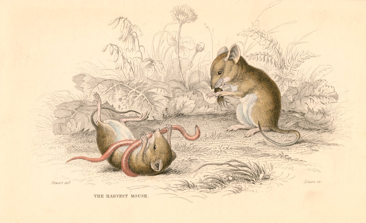 Souris des moissons Micromys minutus du Vieux Monde, 1828 - Unbekannt