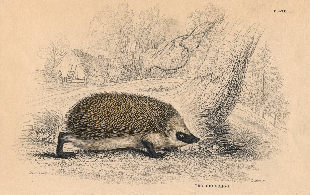 Hérisson Erinaceus europeas, 1828 - Unbekannt