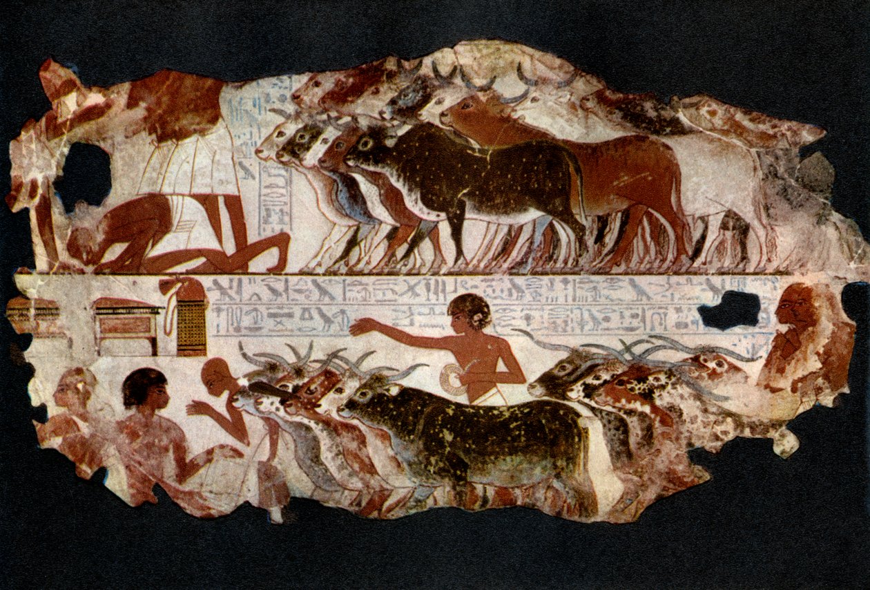 Troupeaux de bovins de l