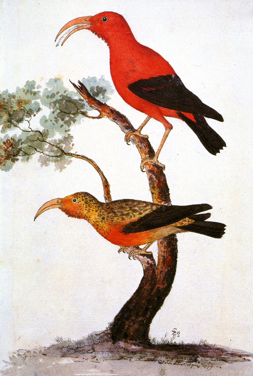 Illustration/Iiwi/Iwi/Crécerelle écarlate/Crécerelle hawaïenne écarlate - Unbekannt