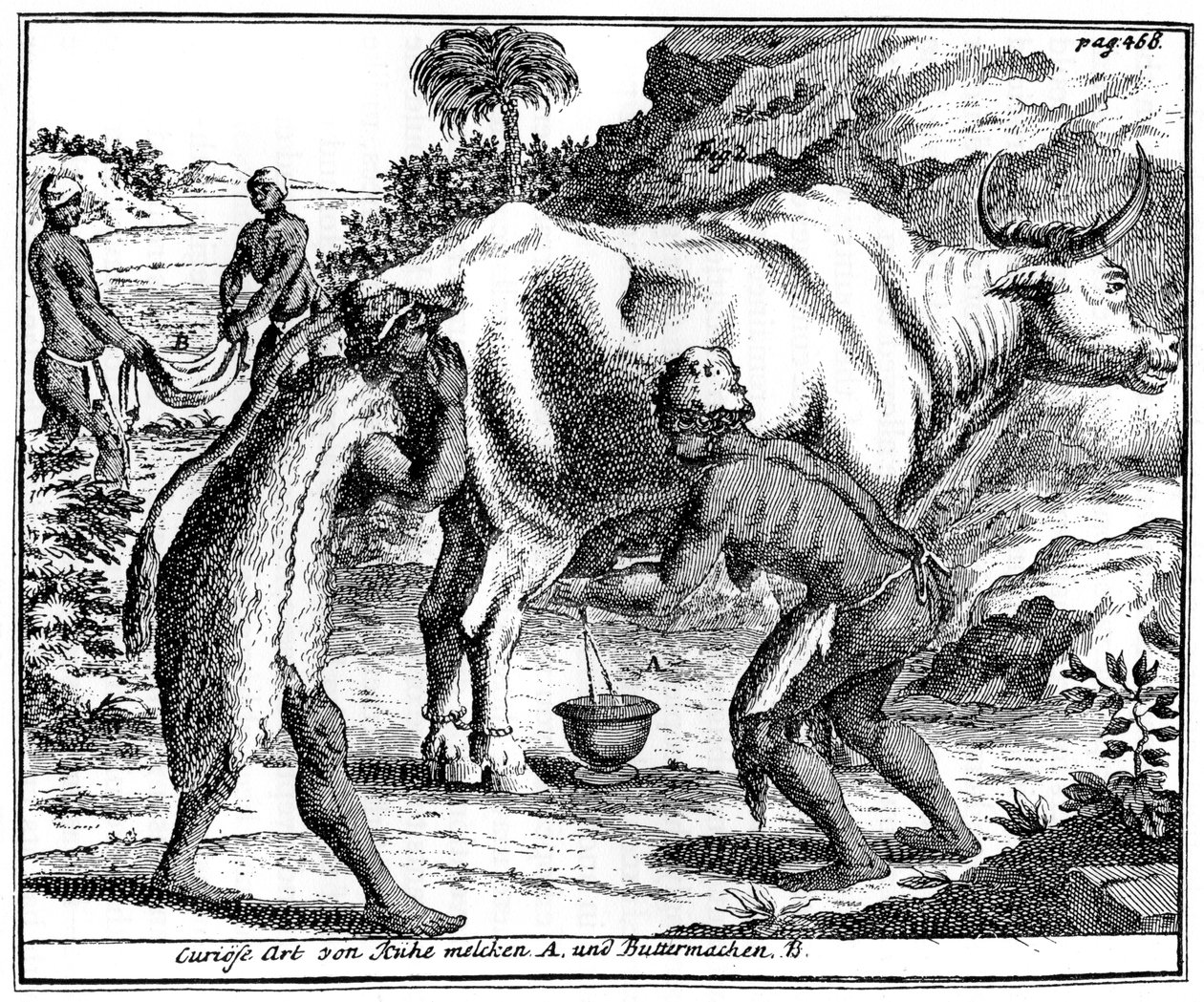 Khoikhois trayant des vaches et faisant du beurre, Afrique du Sud, 18ème siècle 1931 - Unbekannt