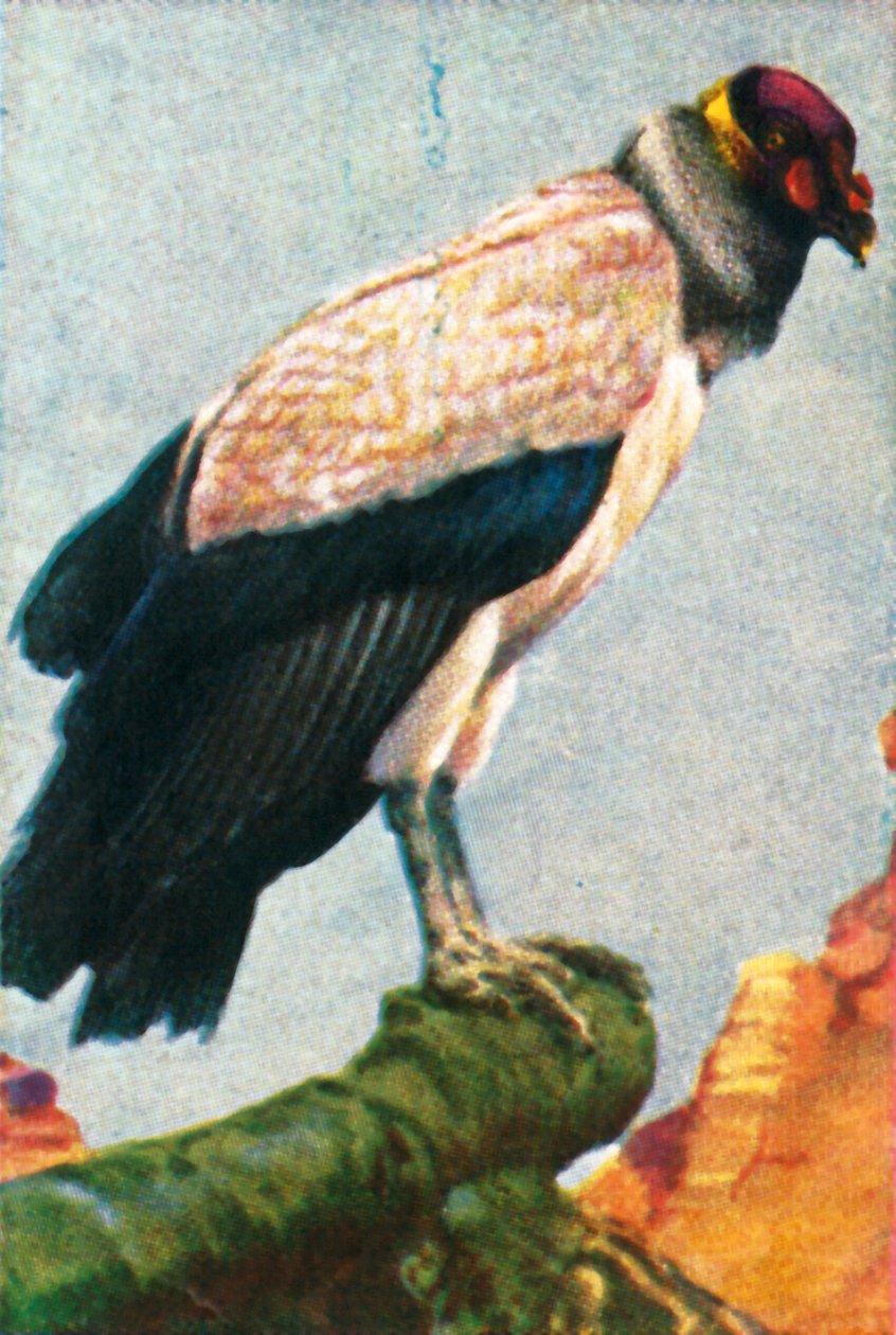 Vautour royal, vers 1928 - Unbekannt