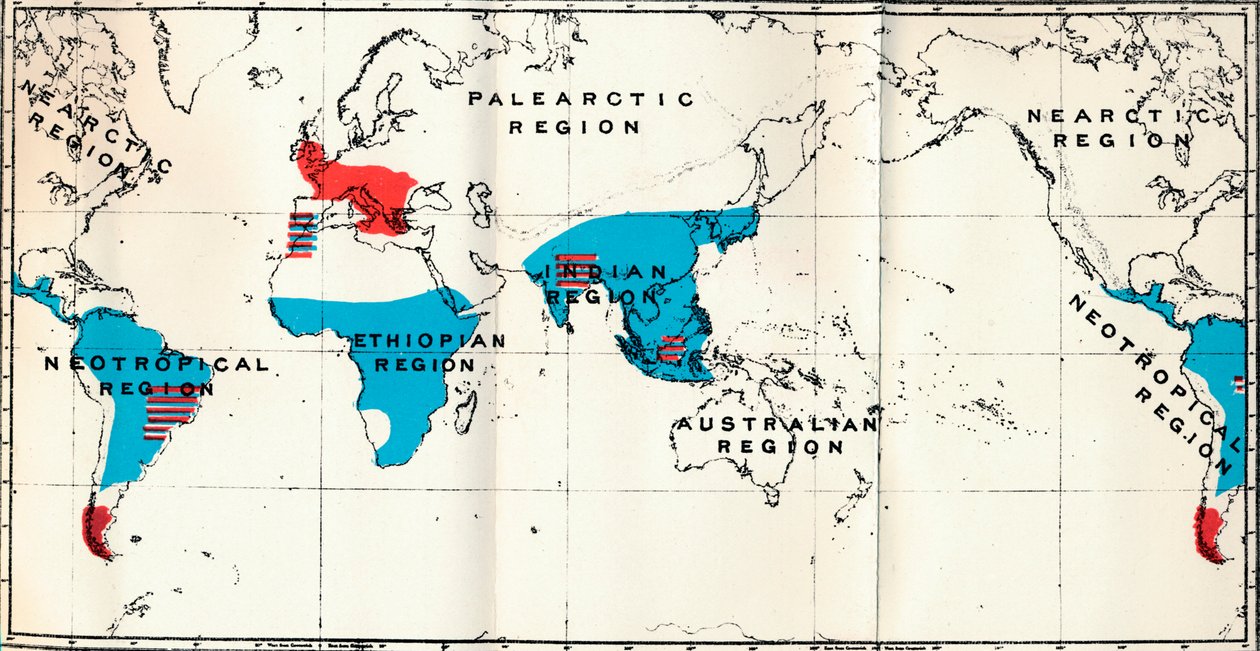 Lemuroidea - IV. Carte montrant la distribution des Anthropoidea vivants en bleu et fossiles en rouge, 1897 - Unbekannt
