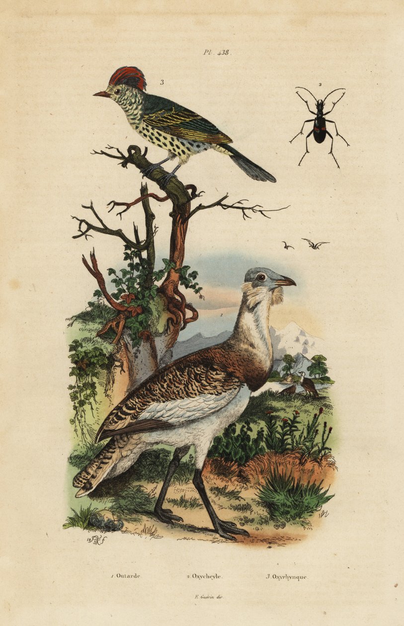 Outarde brune, Eupodotis humilis, et bec-pointu, Oxyruncus cristatus - Unbekannt