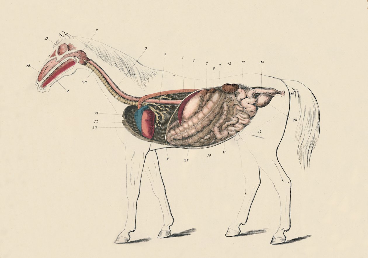 Section longitudinale du cheval, vers 1879 - Unbekannt