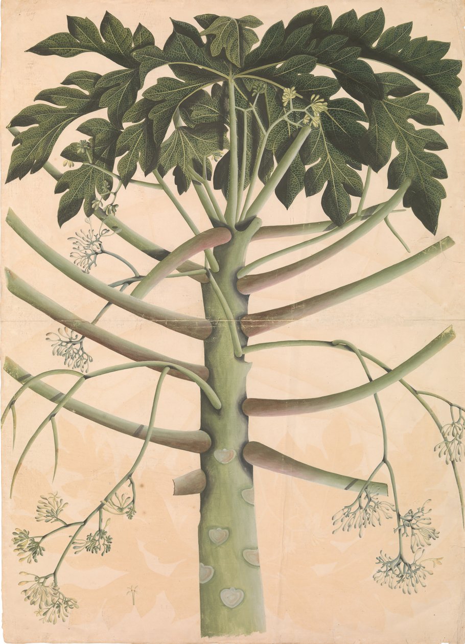 Papayer mâle, vers 1790-1800 - Unbekannt