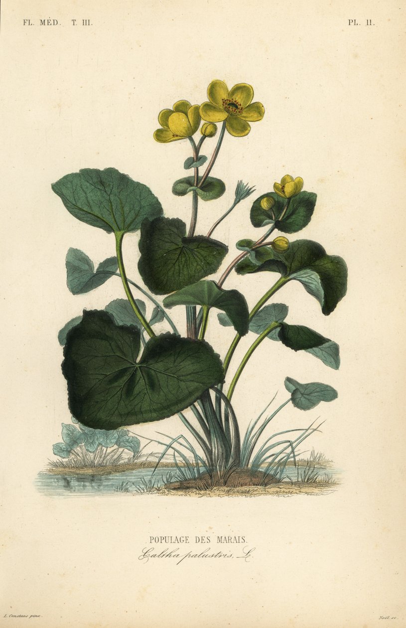 Populage des marais, Caltha palustris, Populage des marais - Unbekannt