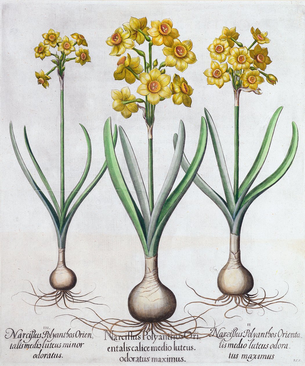 Narcisse, 1613 - Unbekannt