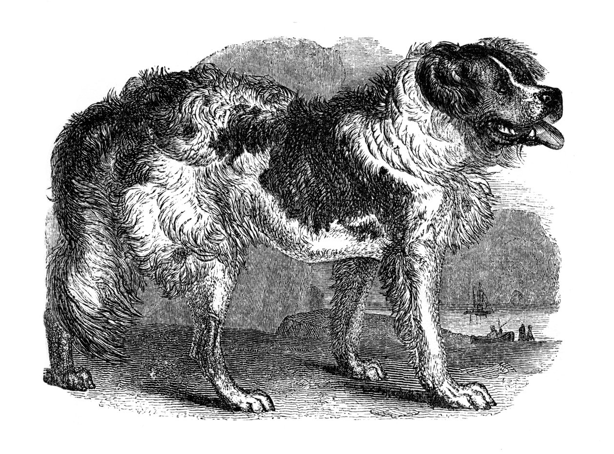 Chien Terre-Neuve, 1848 - Unbekannt
