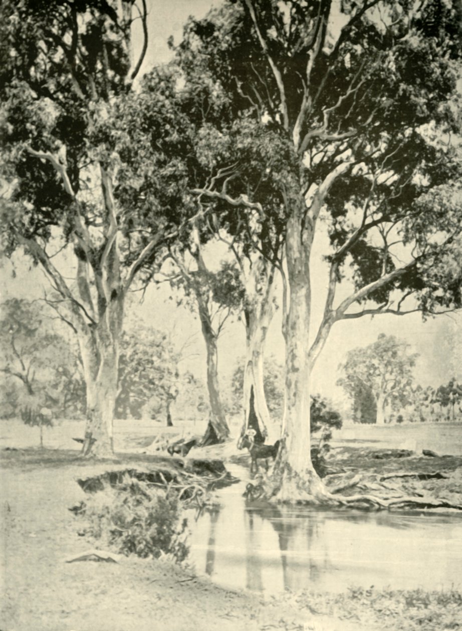Vieux gommiers, Mt. Crawford, Australie-Méridionale, 1901 - Unbekannt