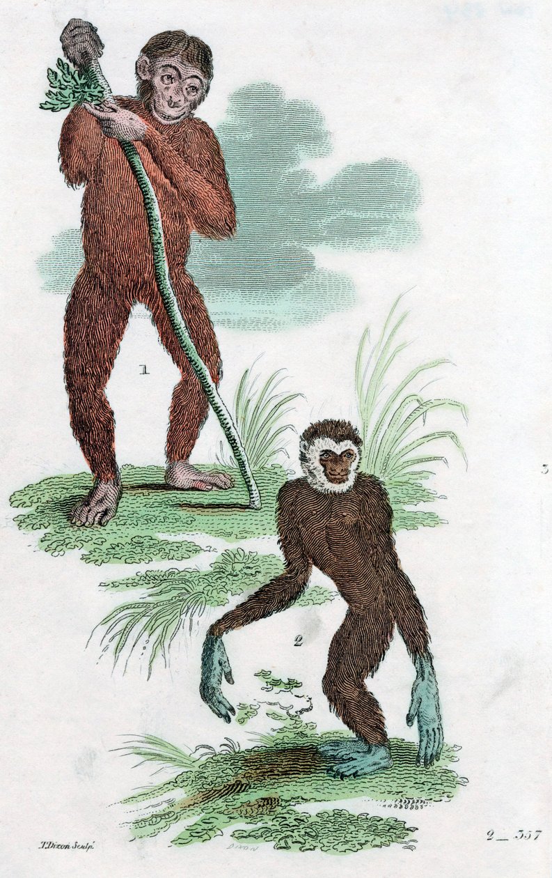 Orang-Outan et Gibbon, 1822 - Unbekannt
