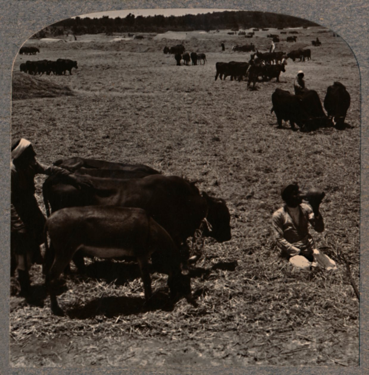 Bœufs foulant le maïs, vers 1900 - Unbekannt