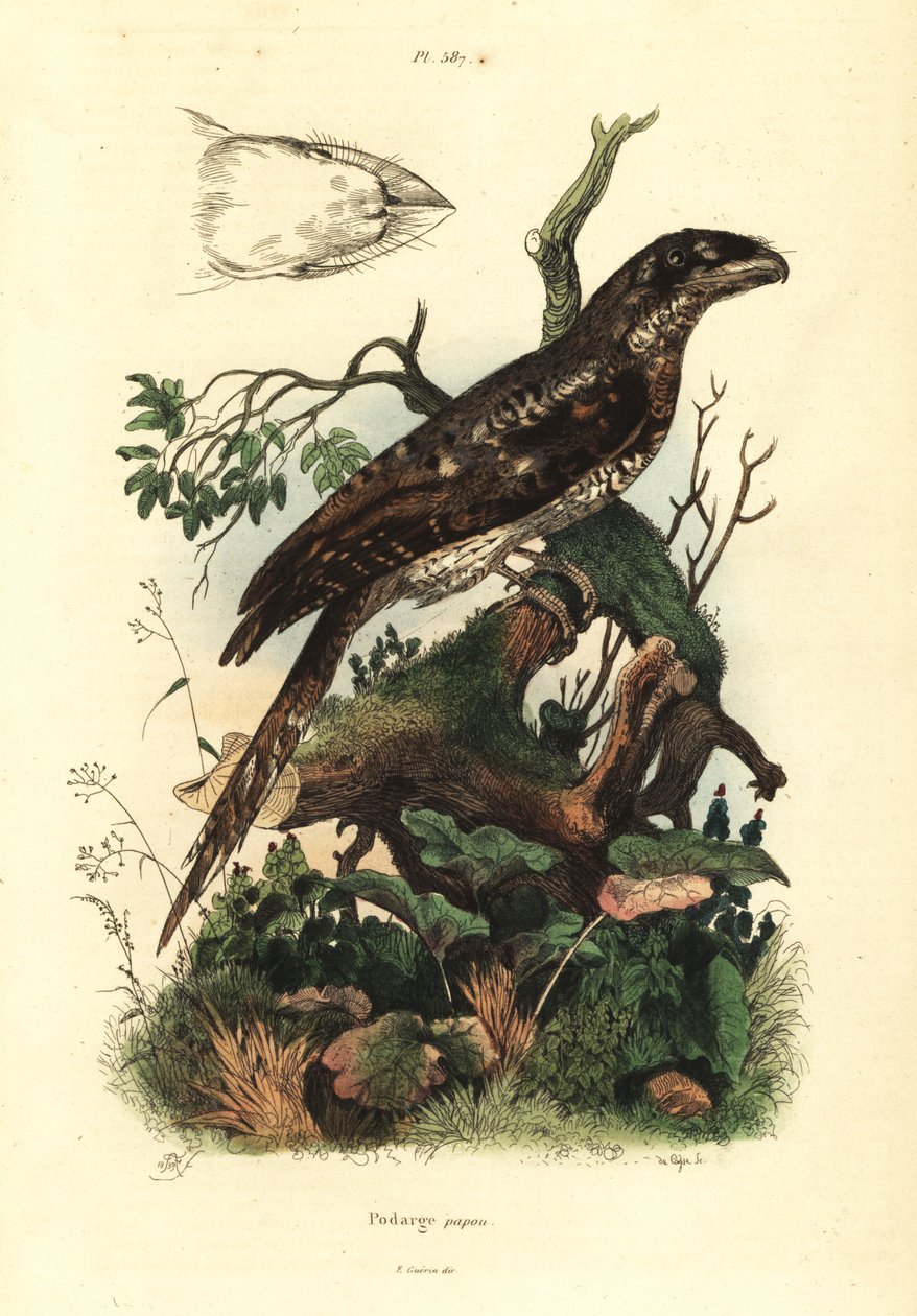 Podarge papou, Podargus papuensis - Unbekannt