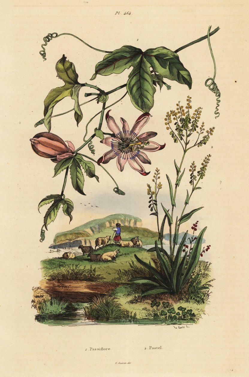 Passiflore, Passiflora uraniae 1, et pastel des teinturiers, Isatis tinctoria 2 - Unbekannt