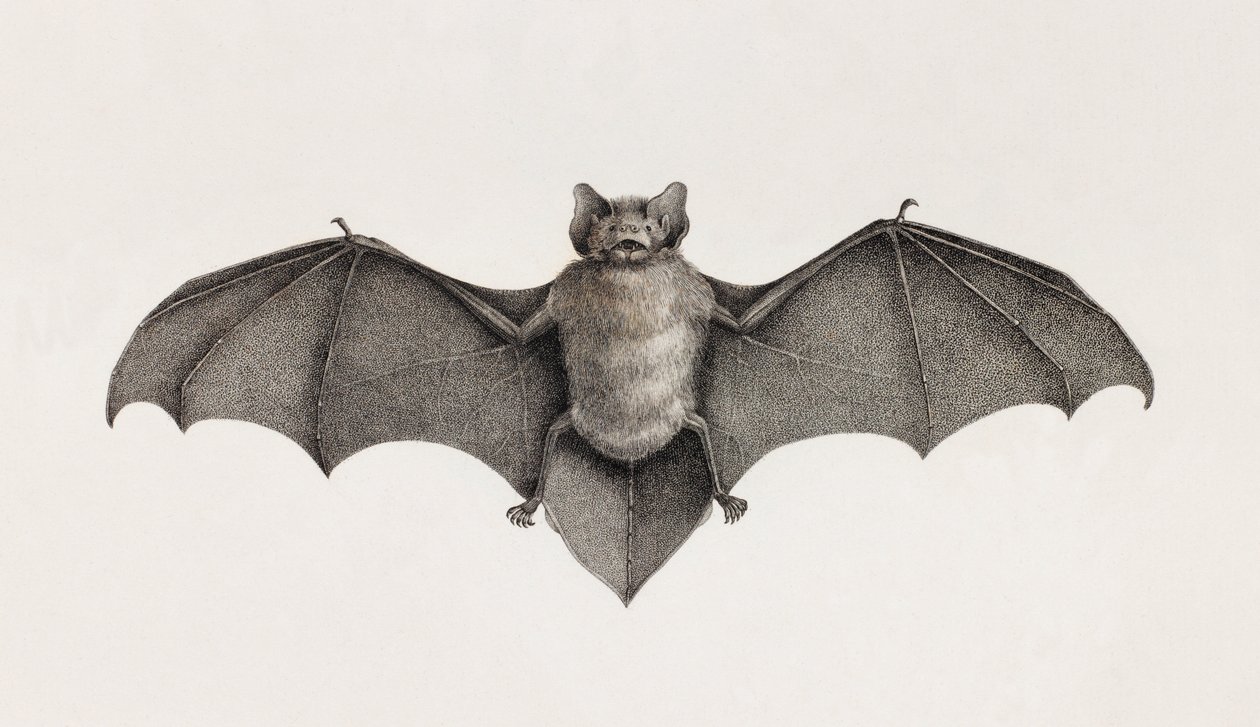 Pipitrelle chauve-souris, chauves-souris en Égypte - Unbekannt