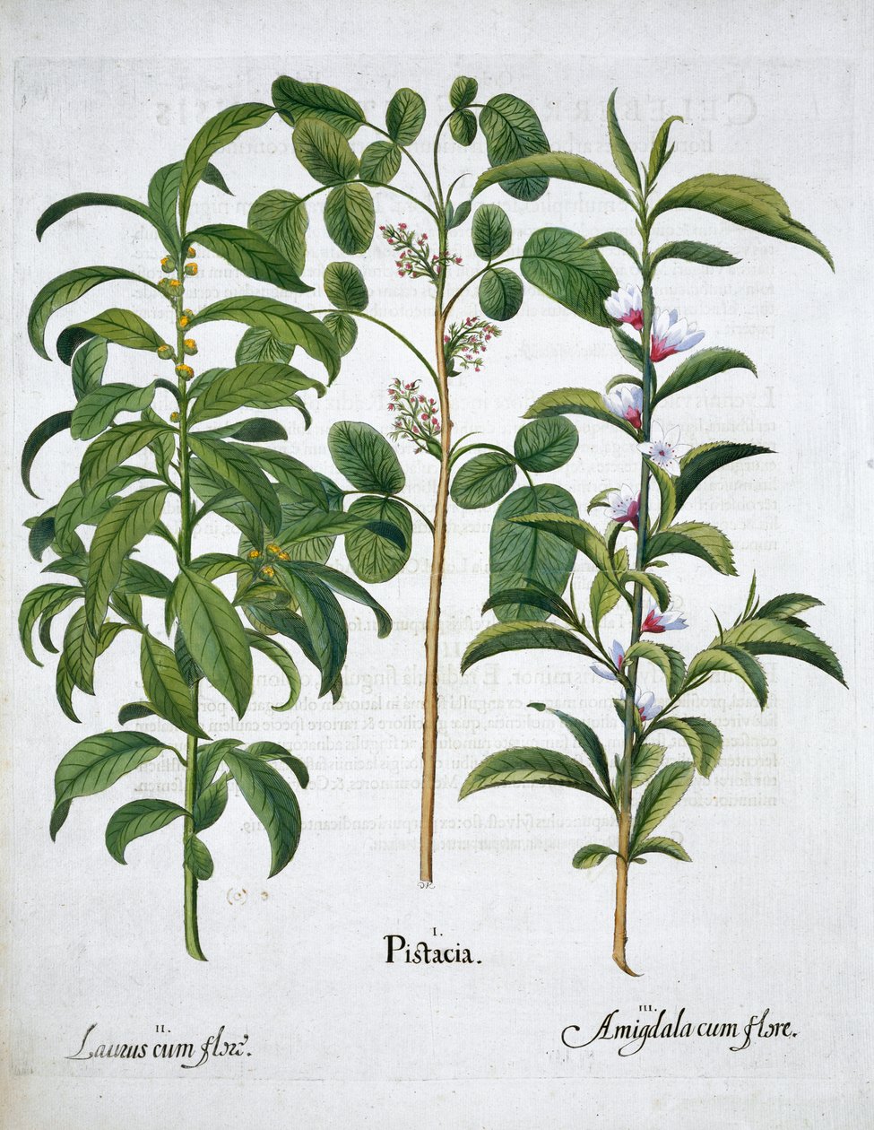 Pistache, Laurier noble et Amandier, 1613 - Unbekannt