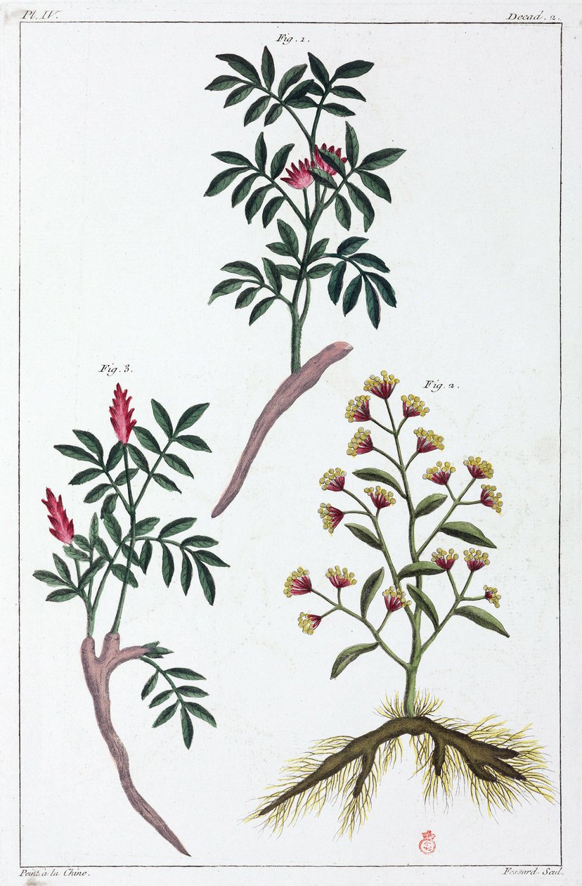 Plantes médicinales, Chine - Unbekannt